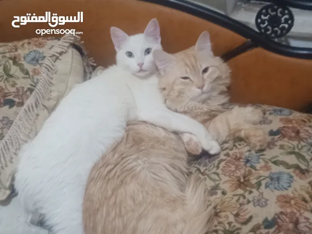 قط شيرازي لعوب ولطيف ونظيف