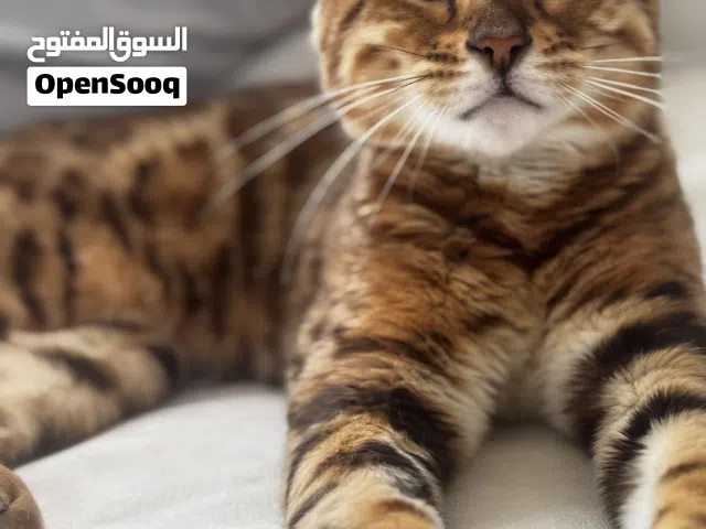 معقمة Bengal cat pure