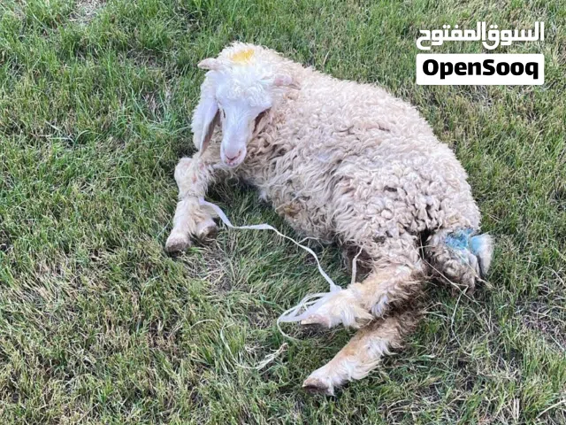 طلي فحل للبيع عراقي