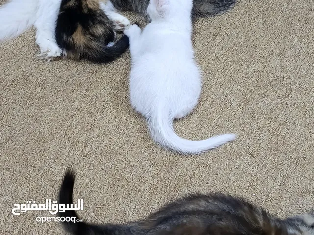 قطط لتبني عمرهم شهرين
