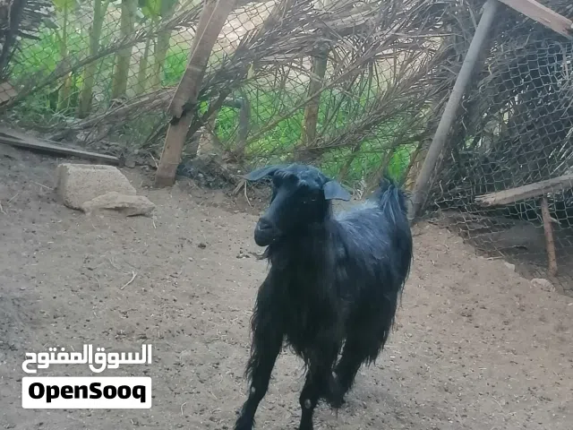 لبيع شاه زينه لذبح ولتربيه