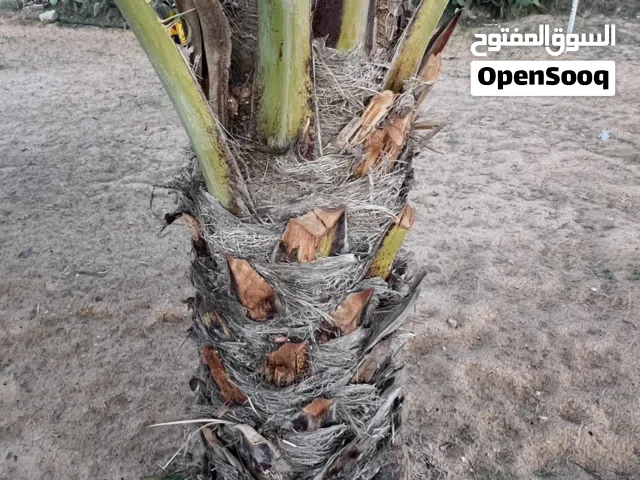 جبار و نخلات برونسي