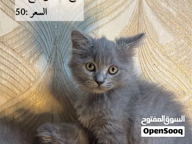بس الجاد يتواصل