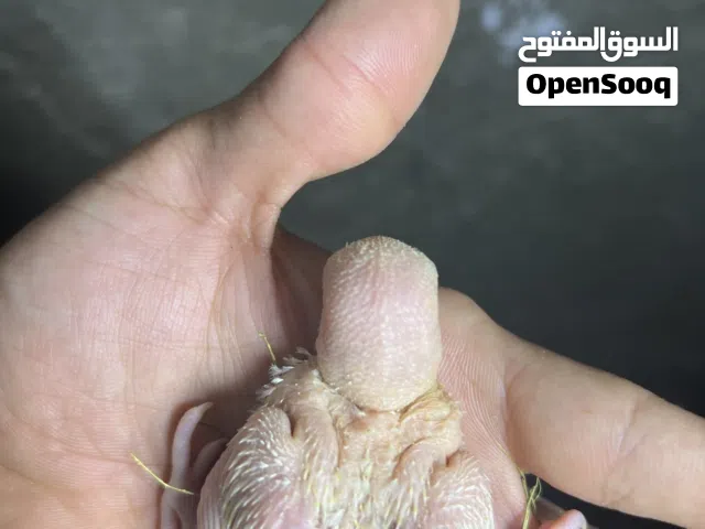 اربع افراخ غندور روز البينو عيون حمر حاهزات للزق سعر التك 25 الف محجلات باسمي