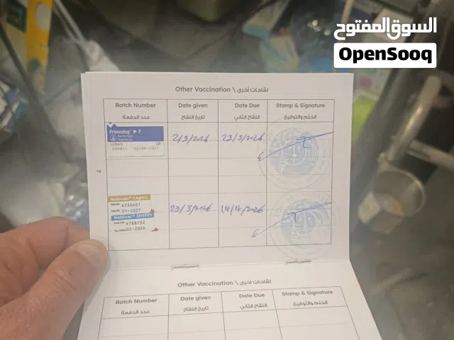 بوميرانيان