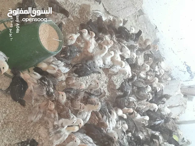 موجود صوص بلدي  بزره الاصلية عمر شهر ماخذ مطعوم التهاب سره ومي وسكر لثلاث ايام  عدد 550 مطلوب في كوم