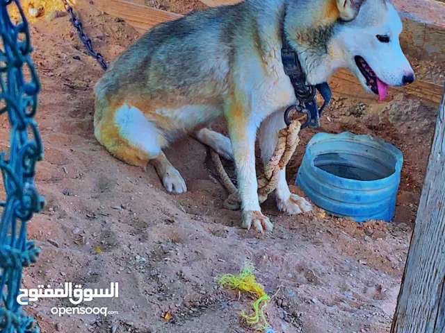 للبيع هاسكي انثى