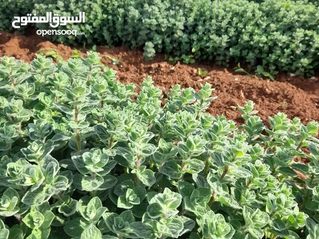 ام زيد طلفاح