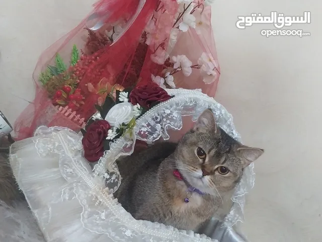 قطة انثى حامل للبيع