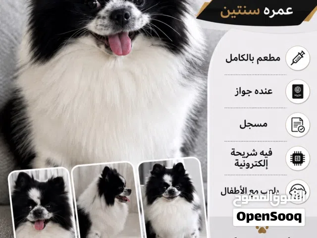 بومرينيان / Pomeranian