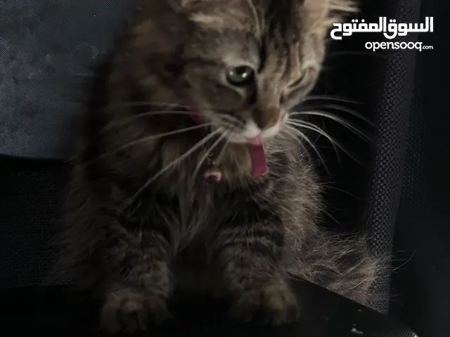 قطة شيرازيه حامل للبيع