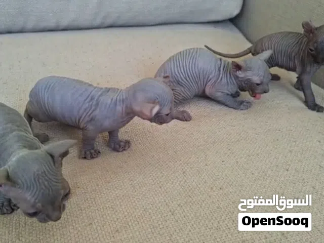 Blue High Quality Sphynx