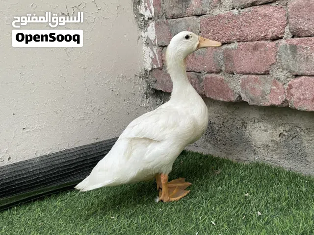 بطة لون ابيض للبيع