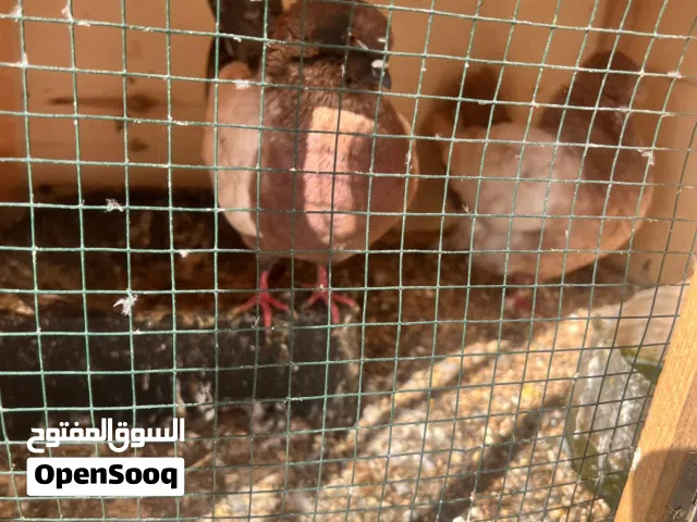 كوبيه ميني لبيع