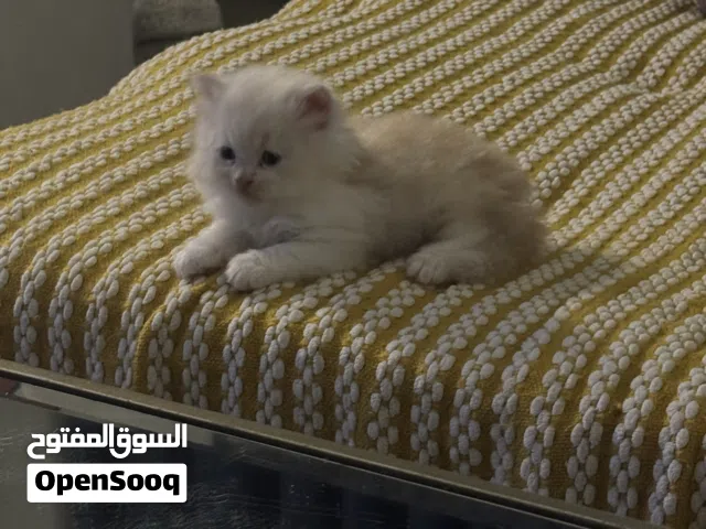 5 قطط شيرازي عمرهم 5 أسابيع