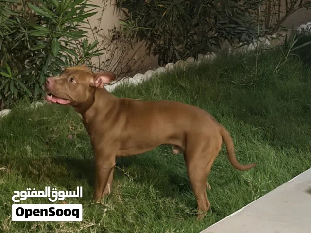 بيتبول أمريكي العمر 8 اشهر للبيع بسعر مناسب
