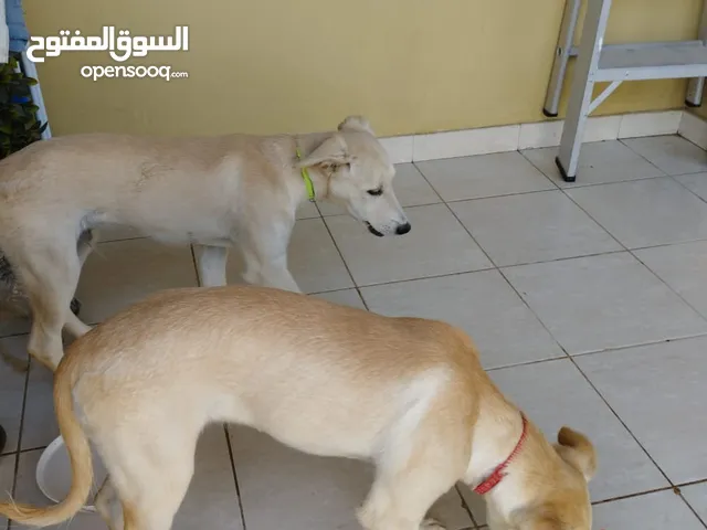 Brothers, male & female, 4 months old.