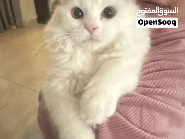 قطه شيرازي للبيع