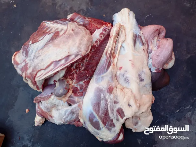 ذبايح كباش صوماليه للبيع