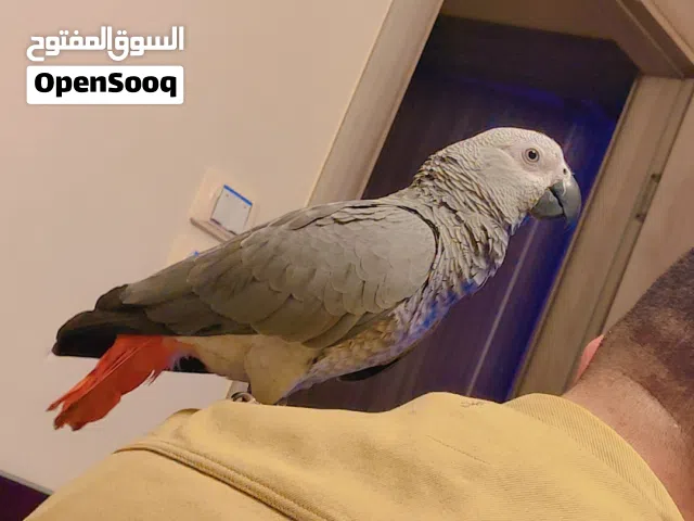 زنجباري تفريغ مصري أليف جدا