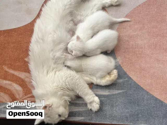 اعلان جميلن عن لقطط
