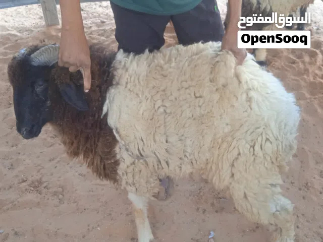 اضاحي العيد