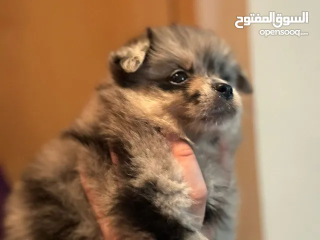 Pomeranian merle female puppy