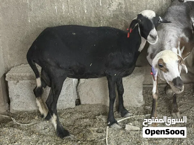 جاعدتين محليات + جاعده هنديه التواصل واتساب فقططط