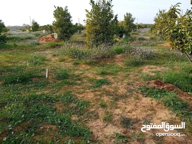 قطعة ارض للبيع بسوق الخميس محلة المعقولة