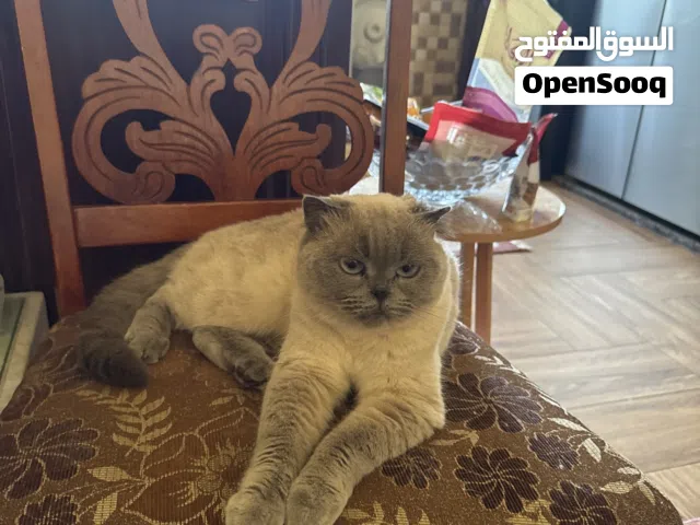 قطة للتبني شكوتش فولد هادئة