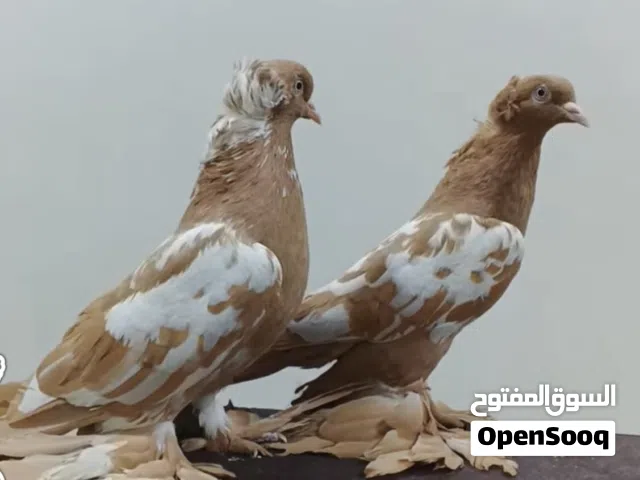 مطلوب حمام زينه مثل الي بالصورة