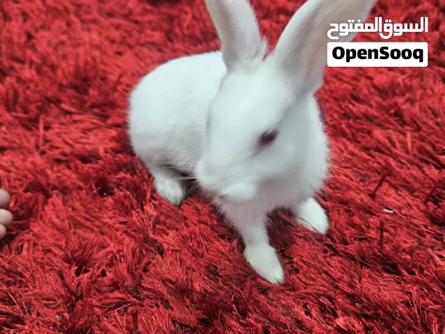 White rabbit New Zealand