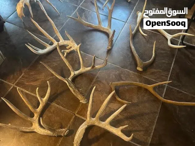 شراء قرون غزال الفلودير