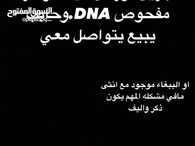 مطلوب ببغاء جرين شيك