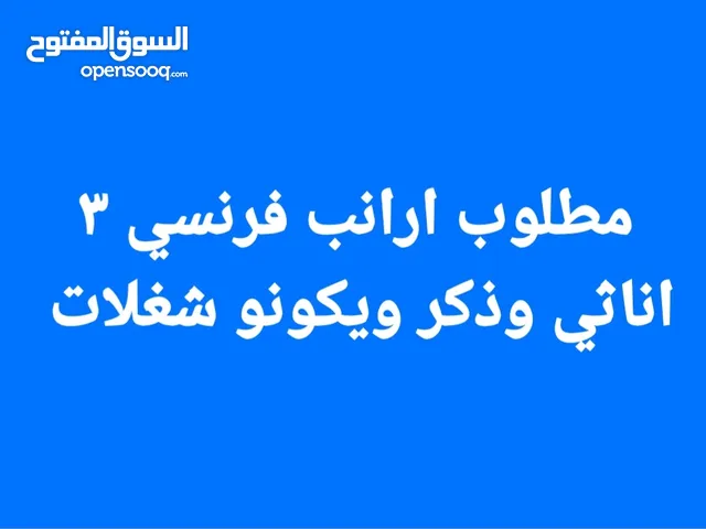 مطلوب ارانب فرنسي 3 إناث وذكر ويكونو شغلات ويعر ممتاز