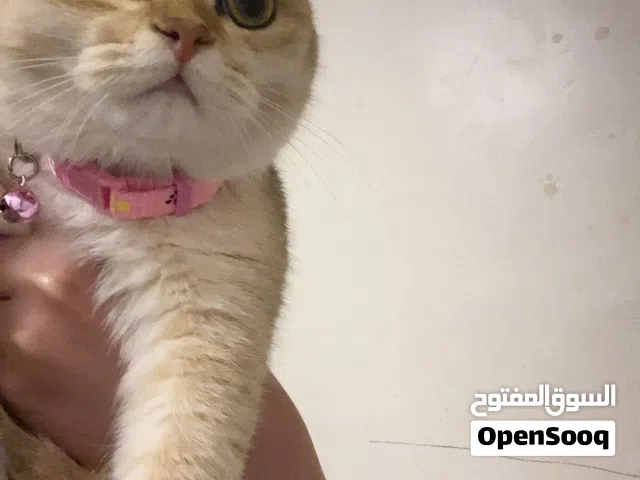 للبيع قطوه نثيه بيور اهلها مسجلين و التواصل واتس اب فقط