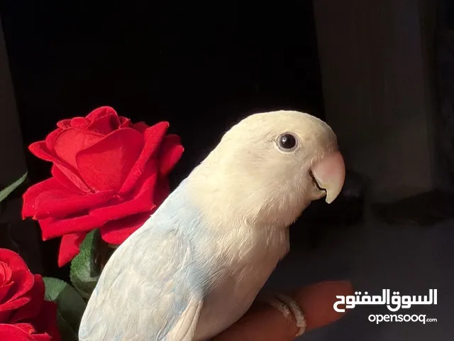 للبيع ببغاء الروز الاليف