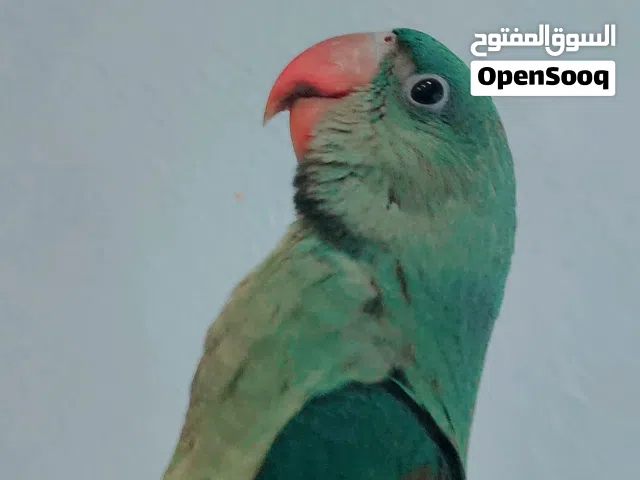 parrot nebali.ببغاء نيبالي