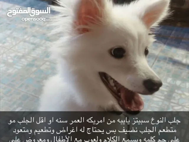 الجلب عمره سنه نوعه سبيتز يايبه من برا