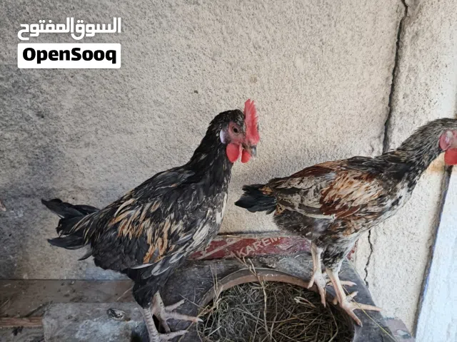 ديوجه عمر3اشهر السكن التنومه
