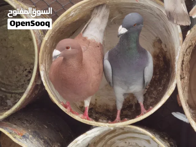 حمام هومر ازواج