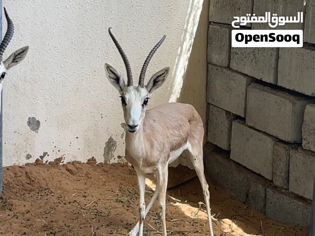 غزاله الريم