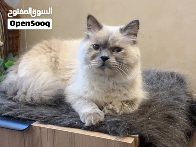 قطه هملايا نوين للتبني