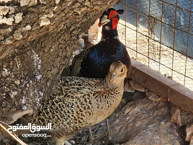 فزان بلدي للبيع