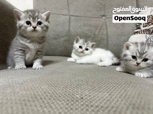 قطط صغيرة و لعوبة و جميلة جدا beautiful and cute little kitten
