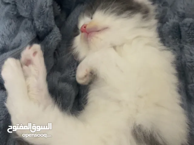 قطط للبيع صغار
