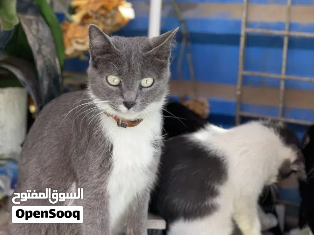 صاله منزليه لليجار يعني دور من فيلاه مش محل