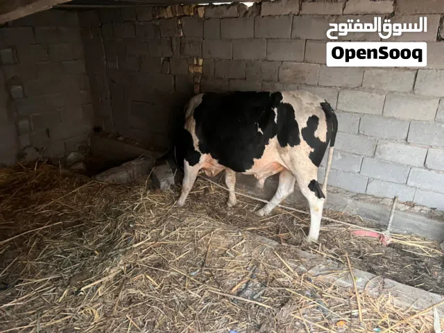 عجل نذار كصابه فحوليه بكلشي يرهم