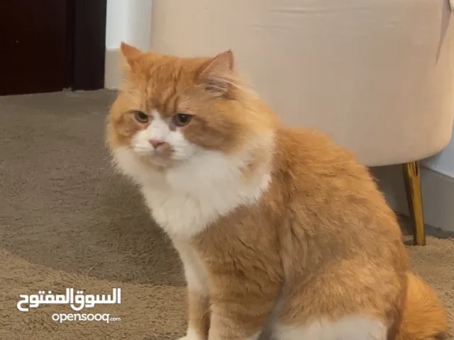 Persian cat