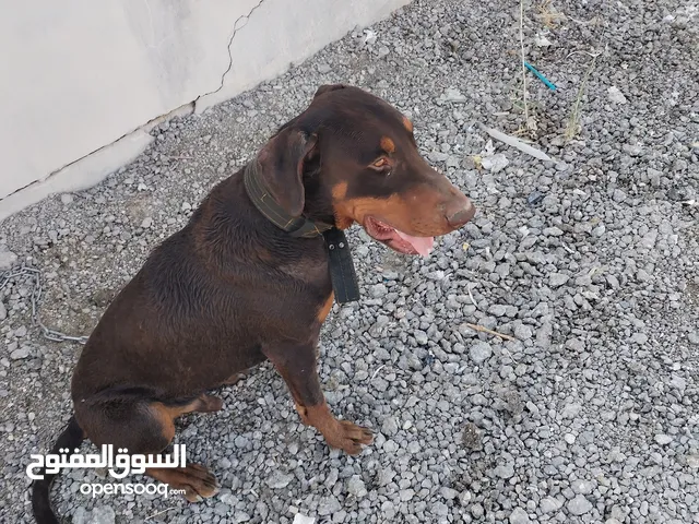 كلب دوبرمان للبيع